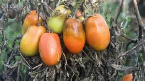 Tomator rotting on vine